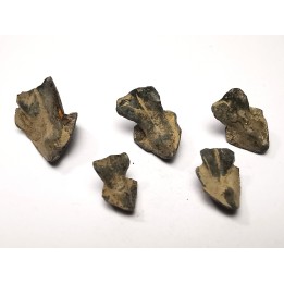 RHYNCHOLITE Late Jurassic (Drôme)