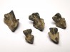 RHYNCHOLITE Late Jurassic (Drôme)