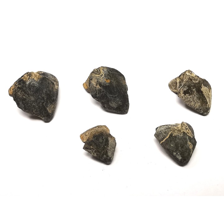 RHYNCHOLITE Late Jurassic (Drôme)