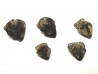 RHYNCHOLITE Late Jurassic (Drôme)