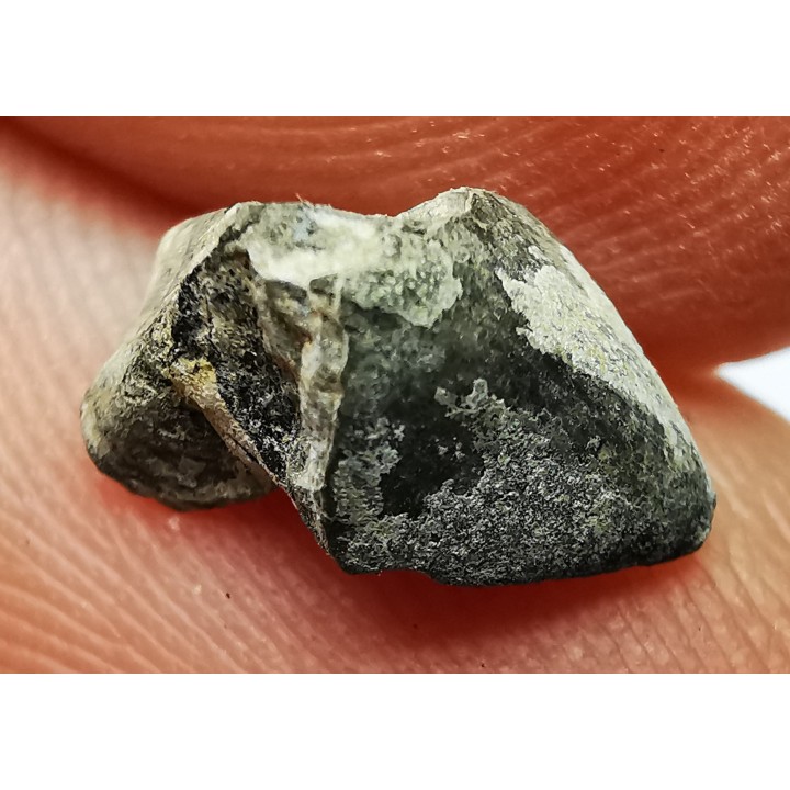 RHYNCHOLITE Jurrasique Supérieur (Drôme)