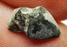 RHYNCHOLITE Late Jurassic (Drôme)