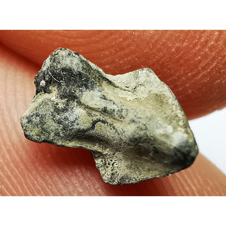 RHYNCHOLITE Jurrasique Supérieur (Drôme)