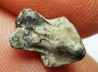 RHYNCHOLITE Late Jurassic (Drôme)