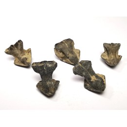 RHYNCHOLITE Late Jurassic (Drôme)