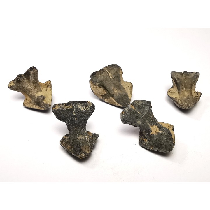 RHYNCHOLITE Late Jurassic (Drôme)