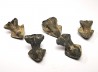 RHYNCHOLITE Jurrasique Supérieur (Drôme)