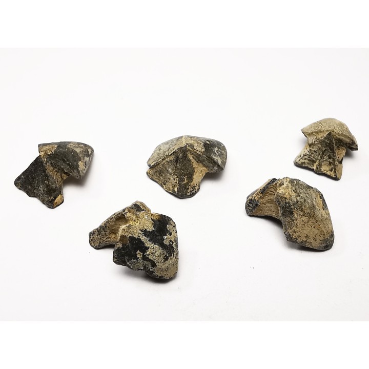 RHYNCHOLITE Jurrasique Supérieur (Drôme)