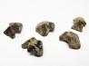 RHYNCHOLITE Jurrasique Supérieur (Drôme)
