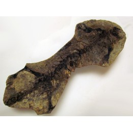 Barasaurus besairi (1)