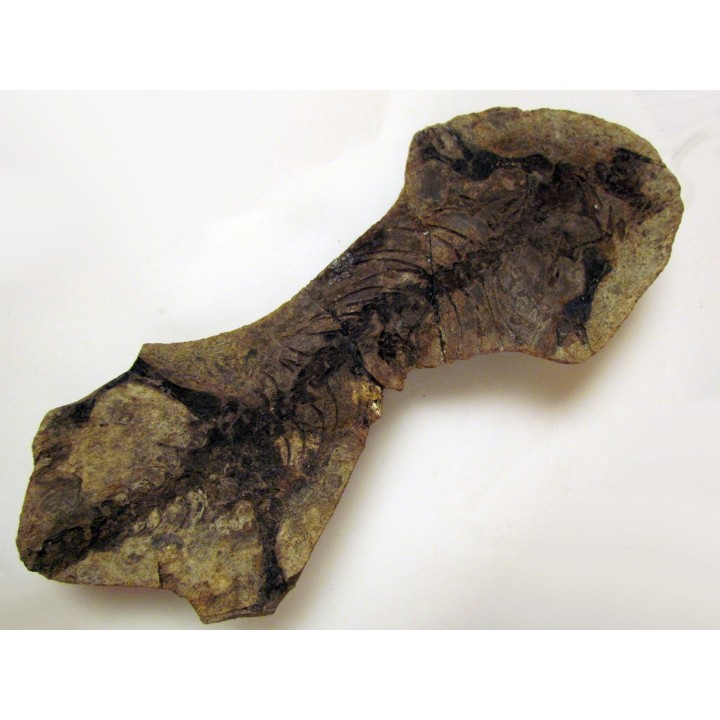 Barasaurus besairi  (1)                       