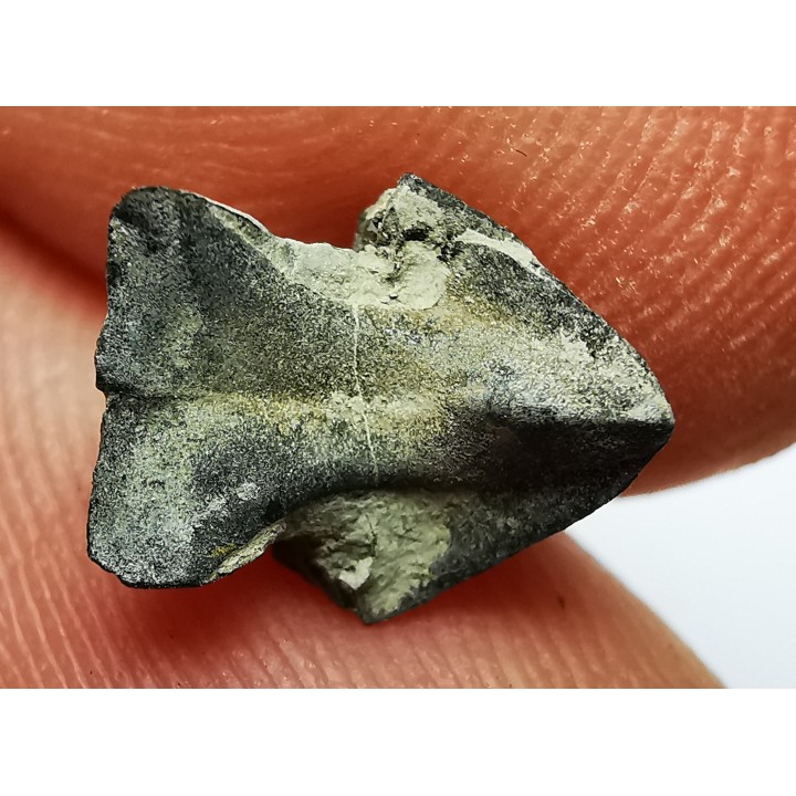 RHYNCHOLITE Jurrasique Supérieur (Drôme)