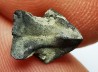 RHYNCHOLITE Late Jurassic (Drôme)