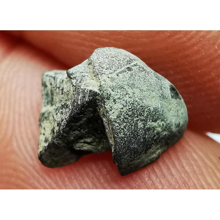 RHYNCHOLITE Jurrasique Supérieur (Drôme)