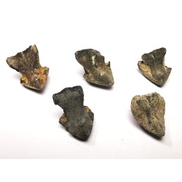 RHYNCHOLITE Late Jurassic (Drôme)