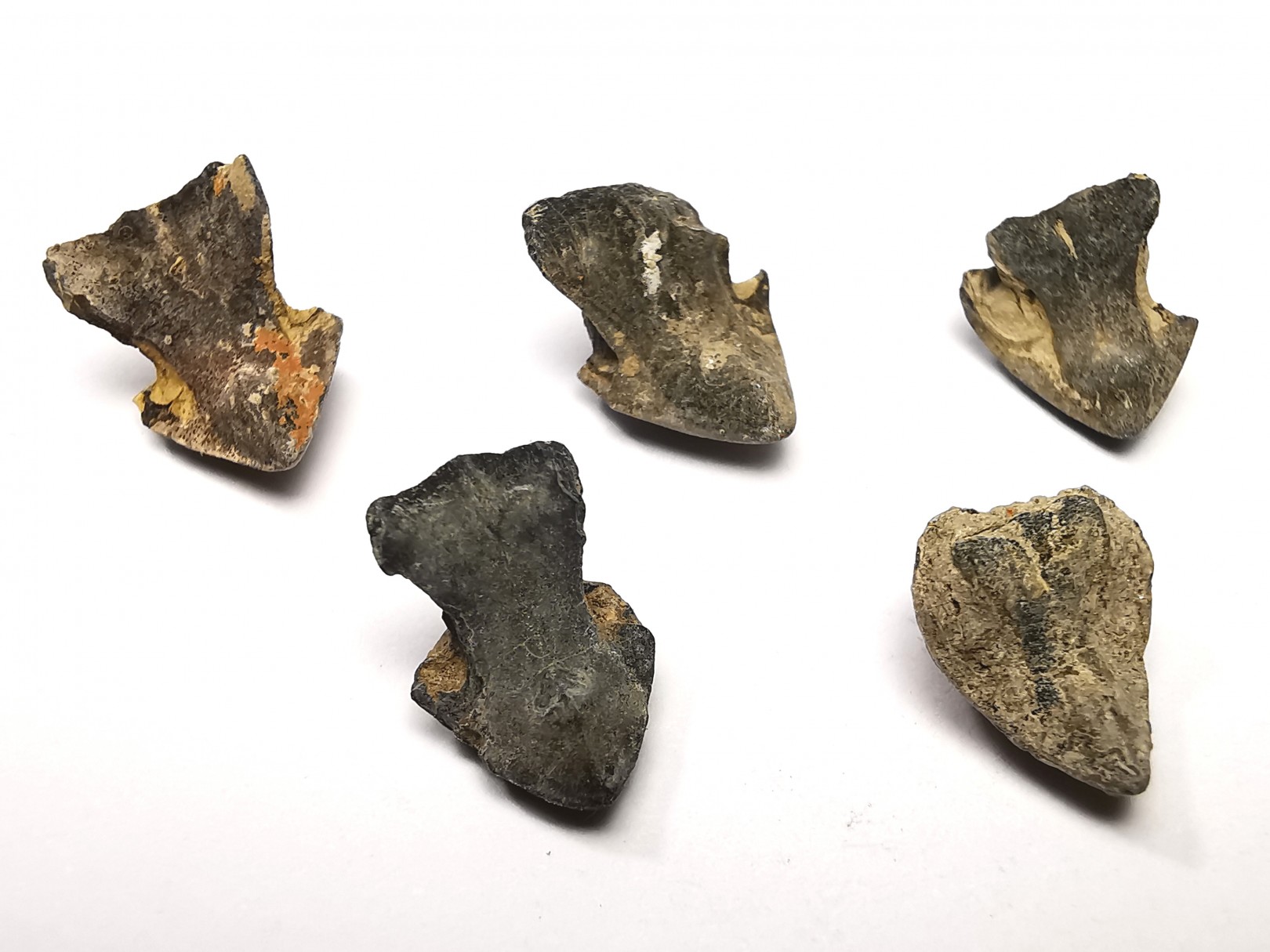 RHYNCHOLITE - Jurrasique Supérieur - Drôme