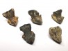 RHYNCHOLITE Late Jurassic (Drôme)