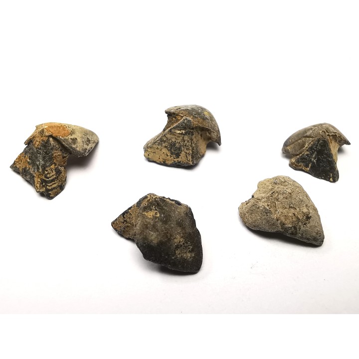 RHYNCHOLITE Late Jurassic (Drôme)