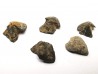 RHYNCHOLITE - Jurrasique Supérieur - Drôme