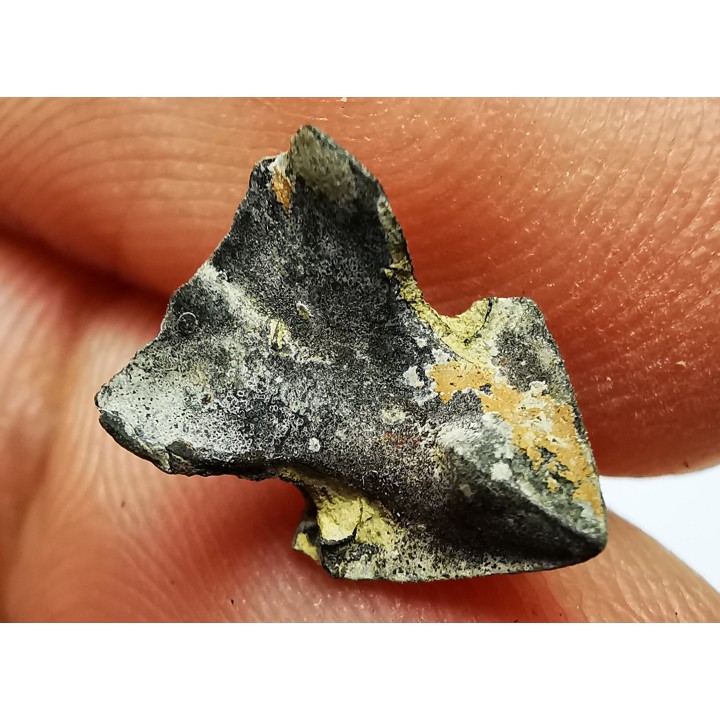 RHYNCHOLITE - Jurrasique Supérieur - Drôme