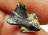 RHYNCHOLITE Late Jurassic (Drôme)