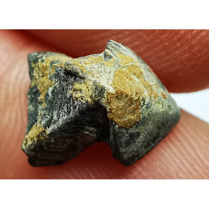 RHYNCHOLITE - Jurrasique Supérieur - Drôme