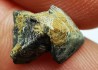 RHYNCHOLITE Late Jurassic (Drôme)