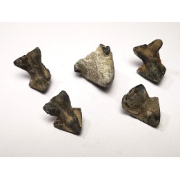 RHYNCHOLITE Late Jurassic (Drôme)