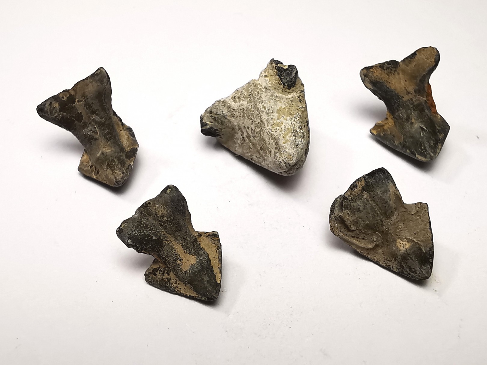 RHYNCHOLITE Jurrasique Supérieur (Drôme)
