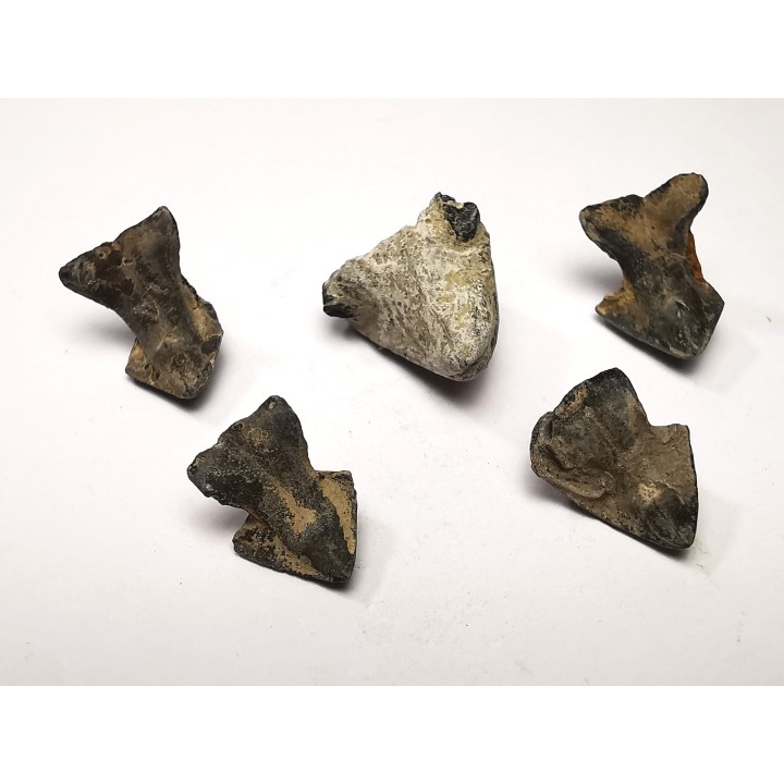 RHYNCHOLITE Jurrasique Supérieur (Drôme)