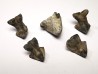 RHYNCHOLITE Jurrasique Supérieur (Drôme)