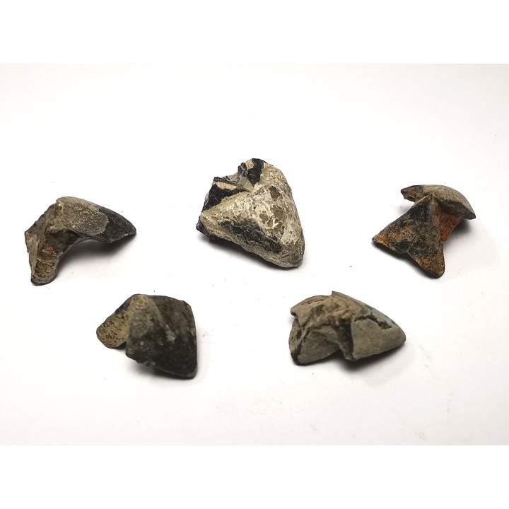 RHYNCHOLITE Jurrasique Supérieur (Drôme)