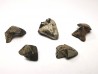 RHYNCHOLITE Late Jurassic (Drôme)