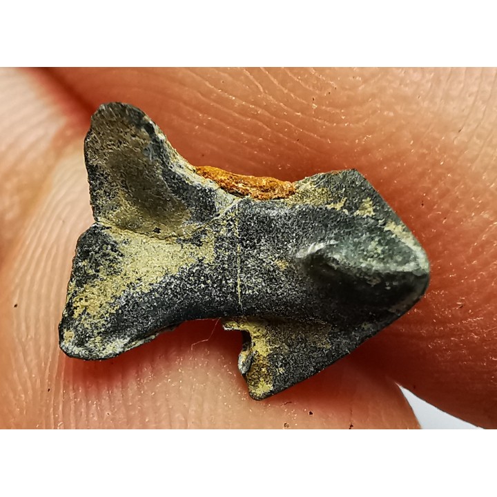 RHYNCHOLITE Jurrasique Supérieur (Drôme)