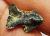 RHYNCHOLITE Jurrasique Supérieur (Drôme)