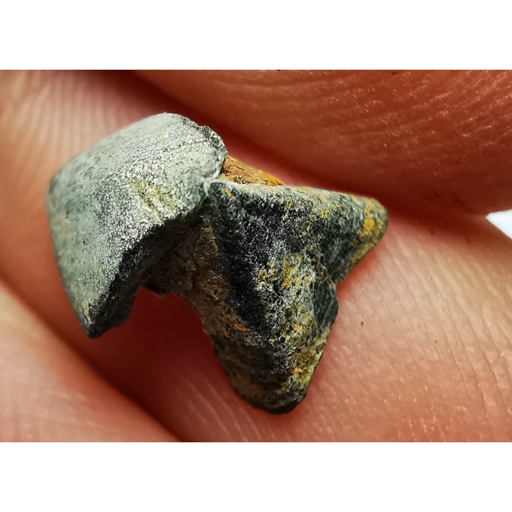RHYNCHOLITE Late Jurassic (Drôme)
