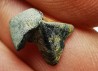 RHYNCHOLITE Late Jurassic (Drôme)