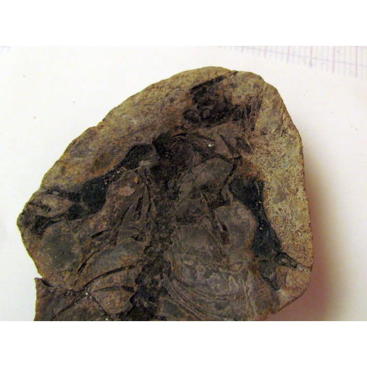 Barasaurus besairi (1)