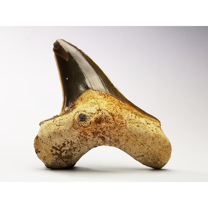 dent de requin Cretoxyrhina mantelli - Cénomanien (Texas)