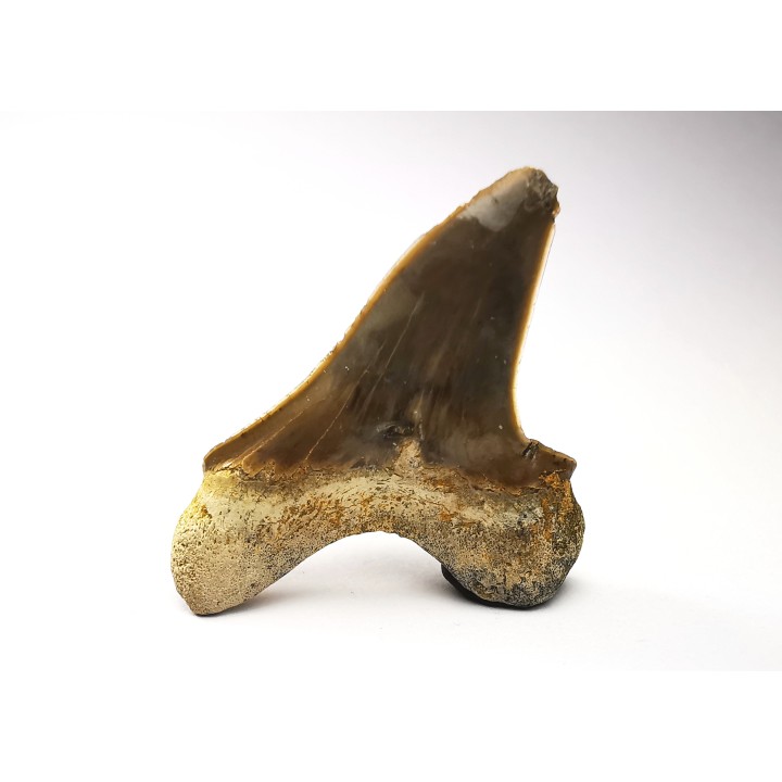 dent de requin Cretoxyrhina mantelli - Cénomanien (Texas)