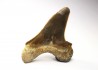 dent de requin Cretoxyrhina mantelli - Cénomanien (Texas)
