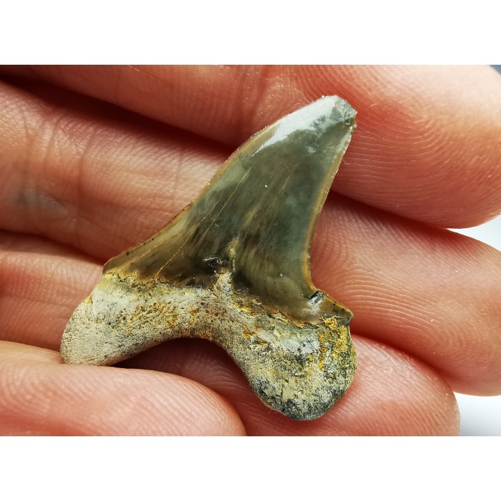 shark tooth Cretoxyrhina mantelli - Cenomanian (Texas)