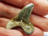 dent de requin Cretoxyrhina mantelli - Cénomanien (Texas)