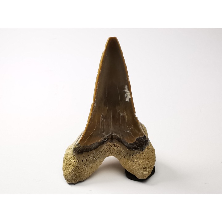 shark tooth Cretoxyrhina mantelli - Cenomanian (Texas)