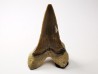 shark tooth Cretoxyrhina mantelli - Cenomanian (Texas)
