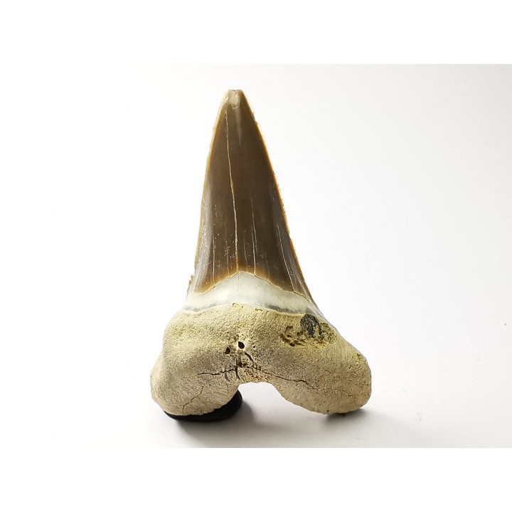 shark tooth Cretoxyrhina mantelli - Cenomanian (Texas)