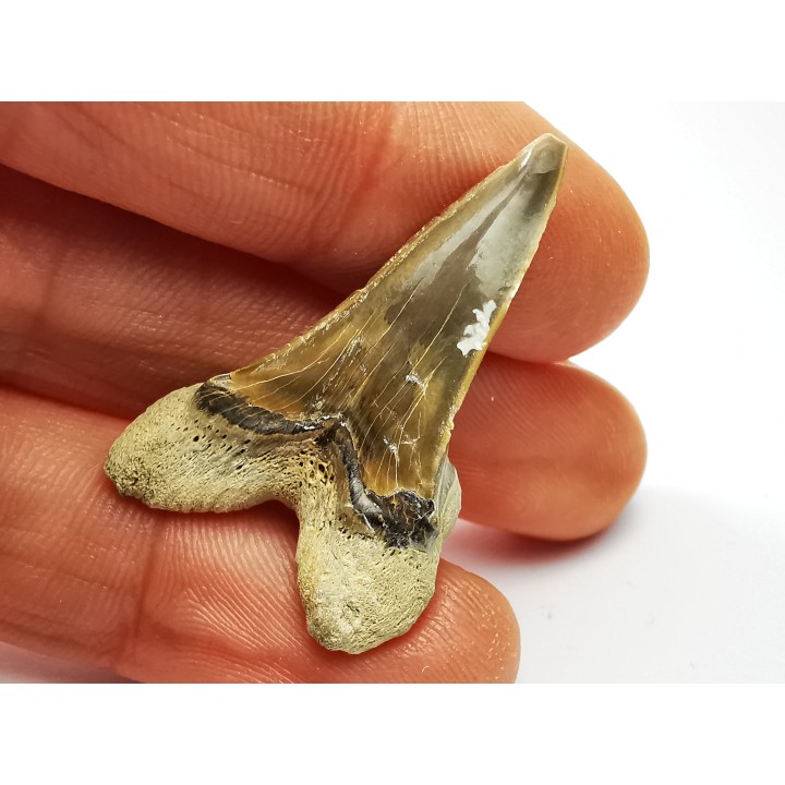 dent de requin Cretoxyrhina mantelli - Cénomanien (Texas)