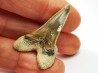 dent de requin Cretoxyrhina mantelli - Cénomanien (Texas)