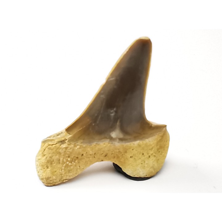 shark tooth Cretoxyrhina mantelli - Cenomanian (Texas)