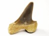 dent de requin Cretoxyrhina mantelli - Cénomanien (Texas)